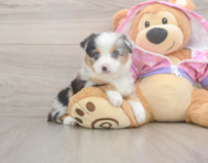 10 week old Mini Aussie Puppy For Sale - Seaside Pups