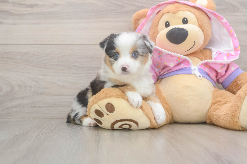 10 week old Mini Aussie Puppy For Sale - Seaside Pups