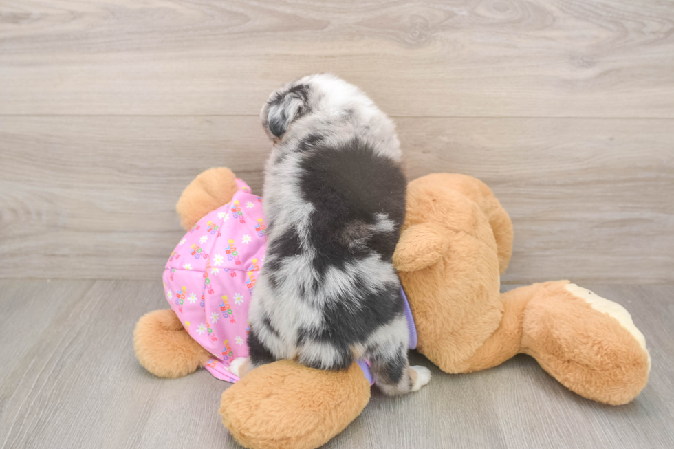 Mini Aussiedoodle Pup Being Cute