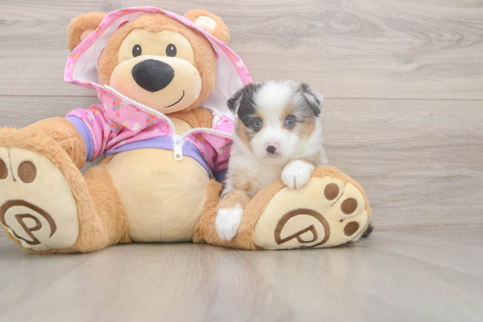 Smart Mini Aussiedoodle Poodle Mix Pup