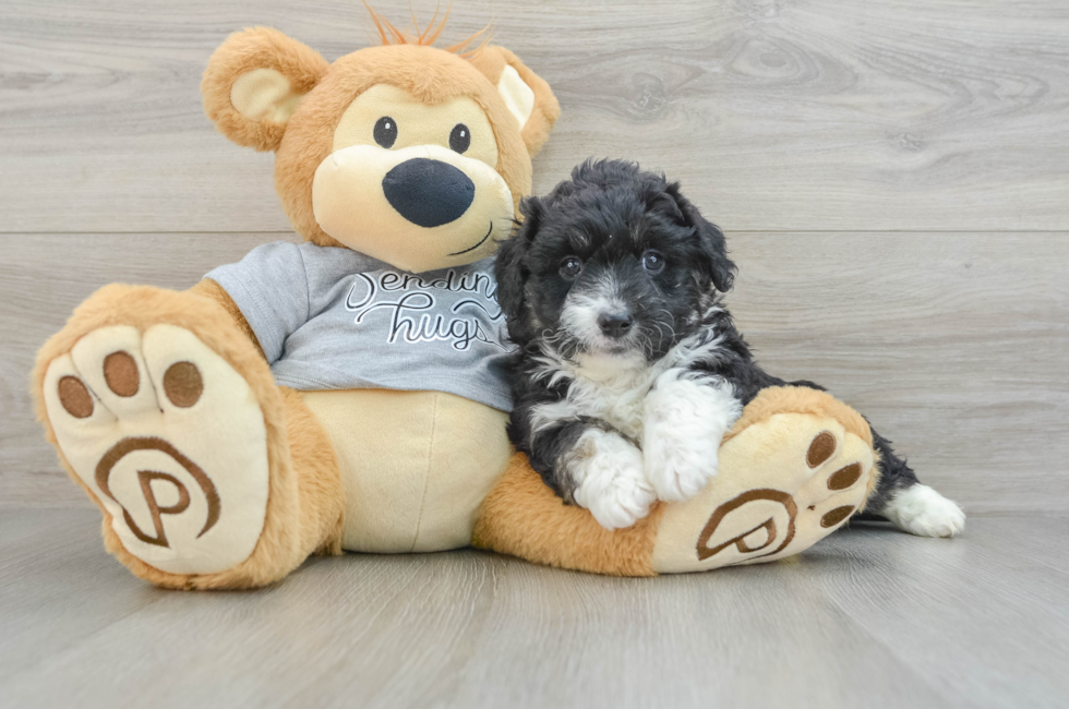 5 week old Mini Aussiedoodle Puppy For Sale - Seaside Pups