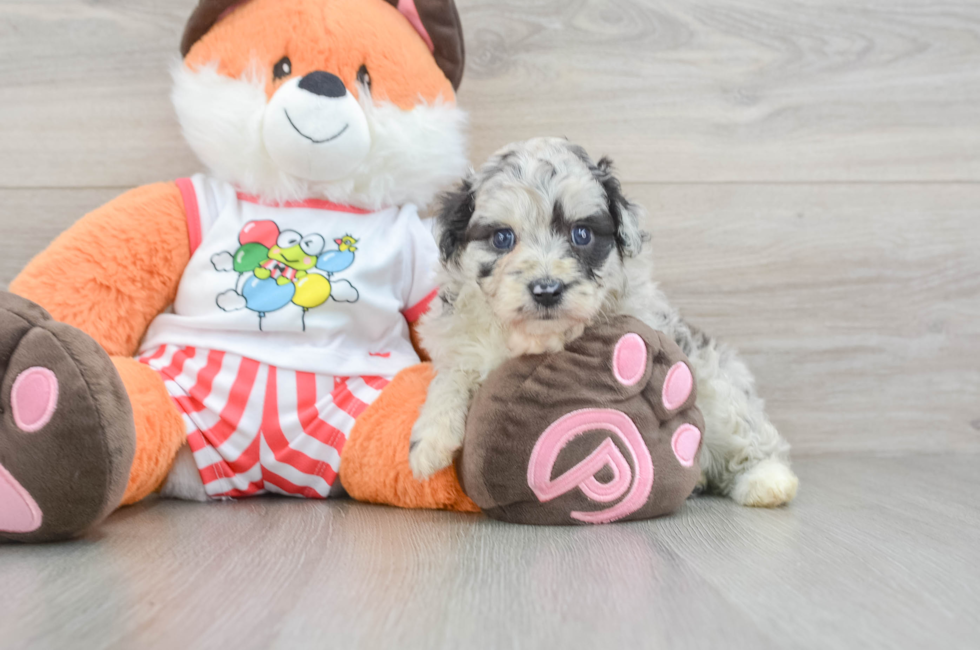 6 week old Mini Aussiedoodle Puppy For Sale - Seaside Pups