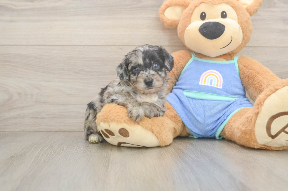 5 week old Mini Aussiedoodle Puppy For Sale - Seaside Pups