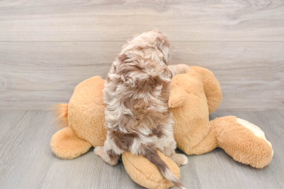 Mini Aussiedoodle Puppy for Adoption