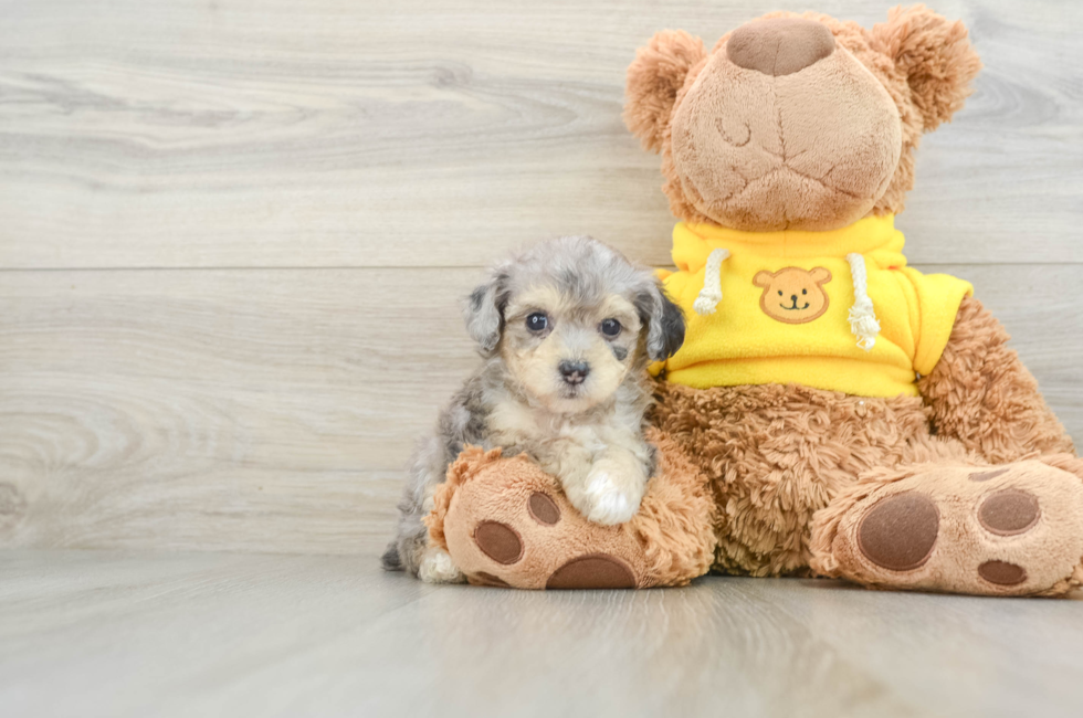 6 week old Mini Aussiedoodle Puppy For Sale - Seaside Pups