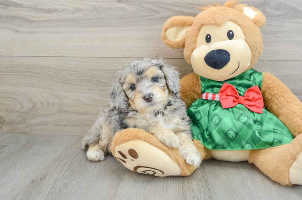 5 week old Mini Aussiedoodle Puppy For Sale - Seaside Pups