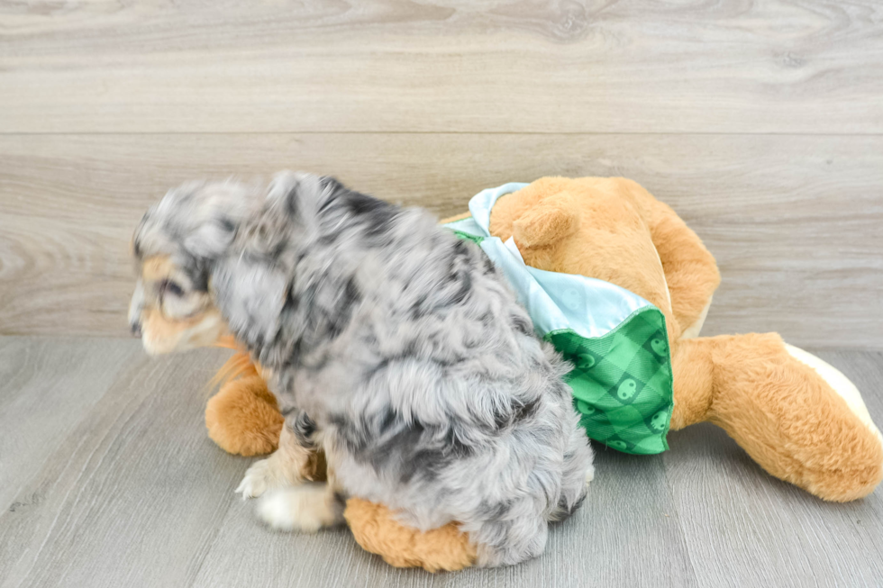 Mini Aussiedoodle Pup Being Cute