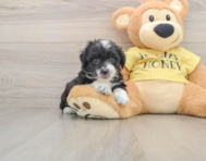 7 week old Mini Aussiedoodle Puppy For Sale - Seaside Pups