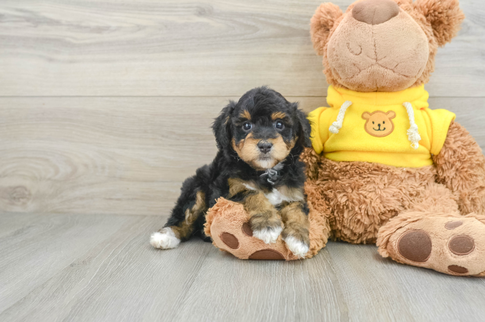 6 week old Mini Aussiedoodle Puppy For Sale - Seaside Pups