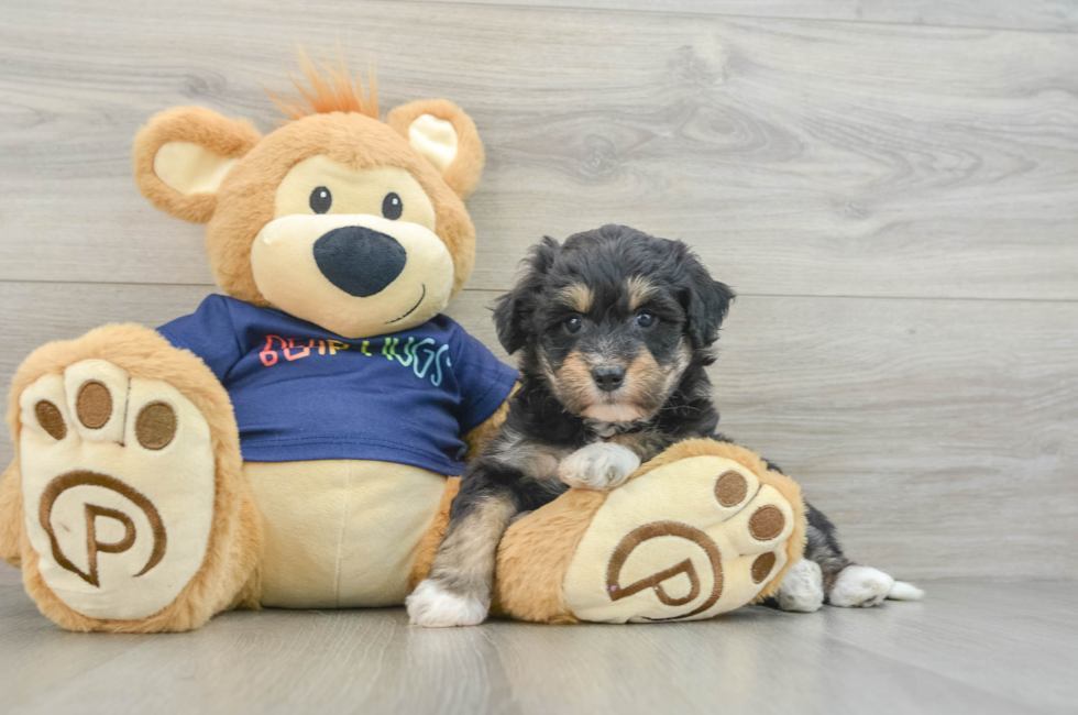 7 week old Mini Aussiedoodle Puppy For Sale - Seaside Pups