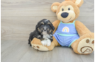 Petite Mini Aussiedoodle Poodle Mix Pup