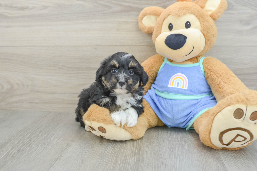 Petite Mini Aussiedoodle Poodle Mix Pup