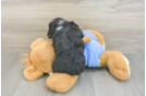 Petite Mini Aussiedoodle Poodle Mix Pup
