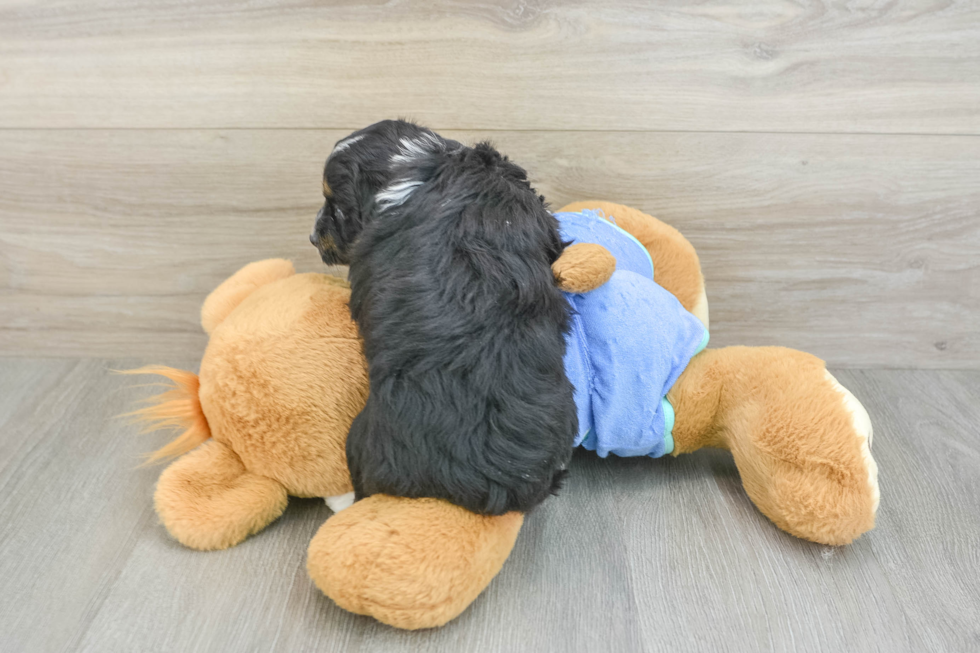 Petite Mini Aussiedoodle Poodle Mix Pup