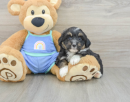 6 week old Mini Aussiedoodle Puppy For Sale - Seaside Pups