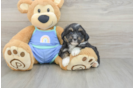 Mini Aussiedoodle Puppy for Adoption