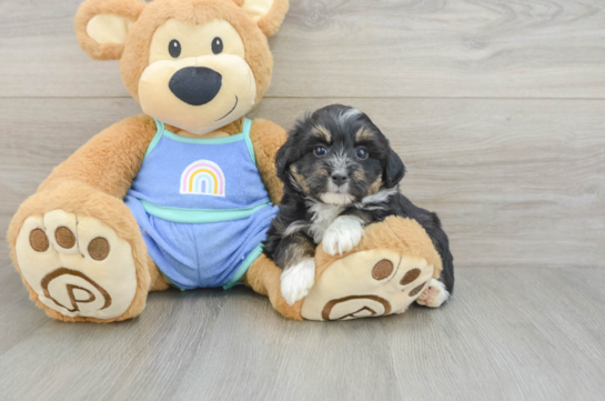 Mini Aussiedoodle Puppy for Adoption