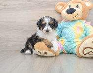 7 week old Mini Aussiedoodle Puppy For Sale - Seaside Pups