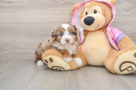 Fluffy Mini Aussiedoodle Poodle Mix Pup