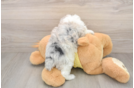 Playful Mini Aussiepoodle Poodle Mix Puppy