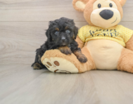 6 week old Mini Aussiedoodle Puppy For Sale - Seaside Pups