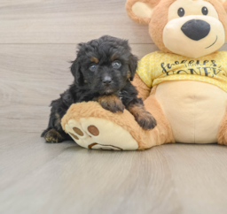 6 week old Mini Aussiedoodle Puppy For Sale - Seaside Pups
