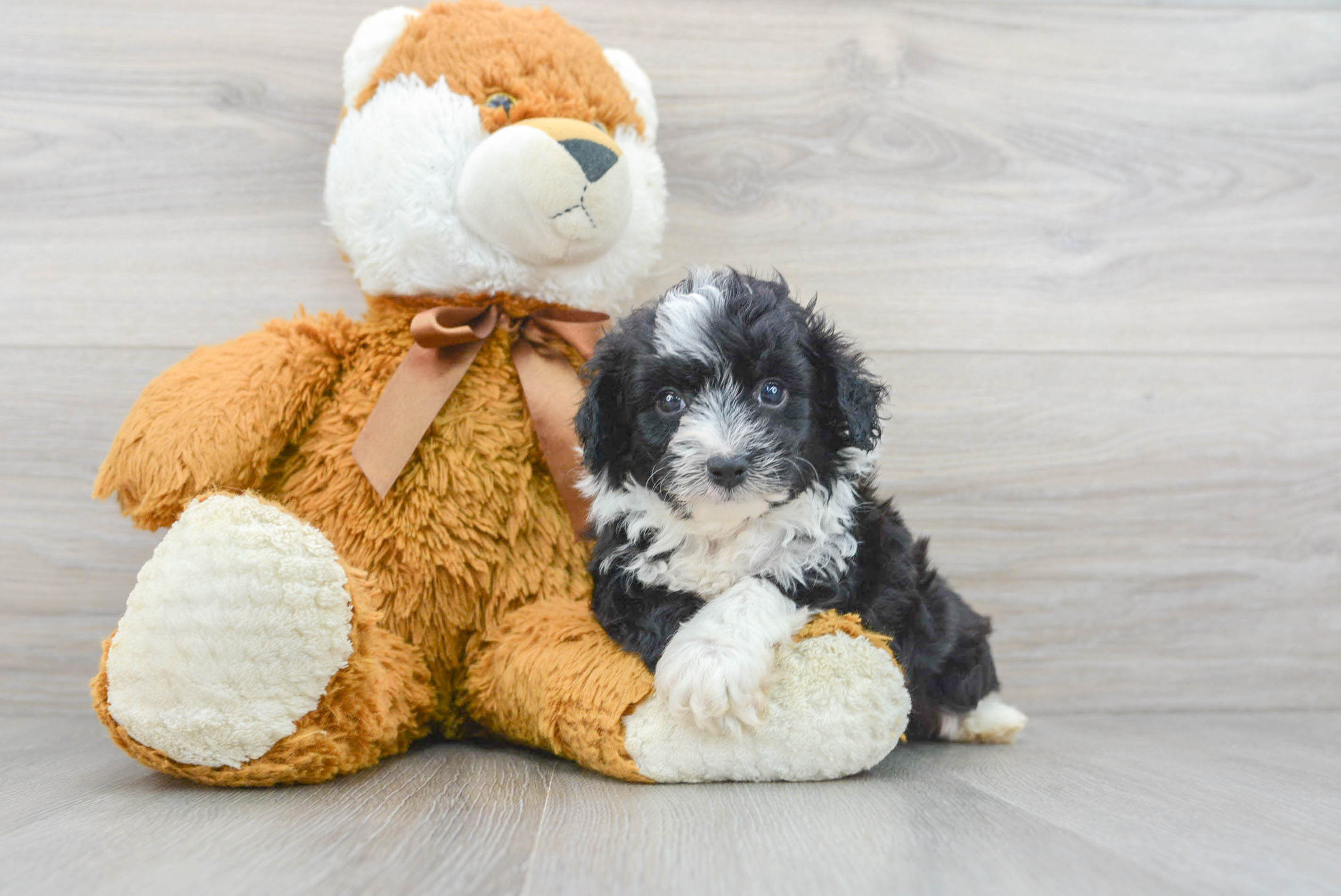 Miniature sales aussiedoodle puppies