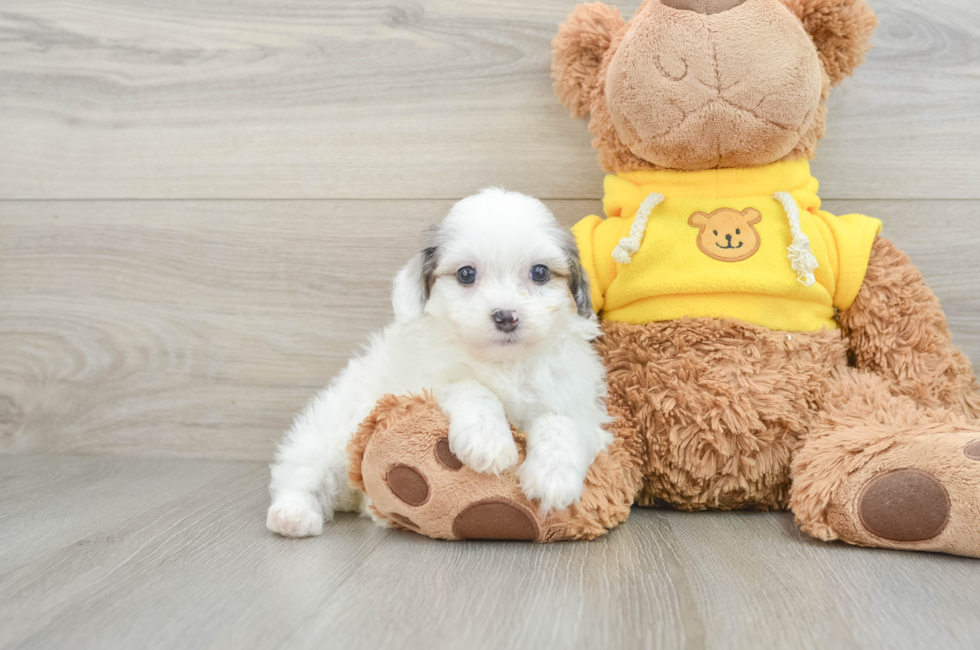 6 week old Mini Aussiedoodle Puppy For Sale - Seaside Pups