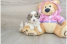 Funny Mini Aussiedoodle Poodle Mix Pup