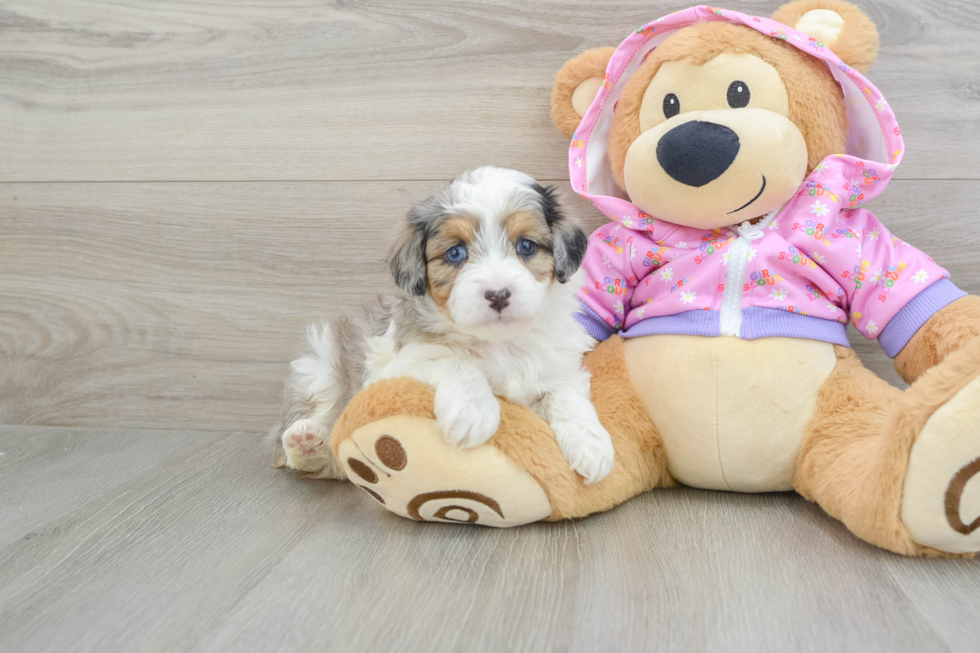 Funny Mini Aussiedoodle Poodle Mix Pup