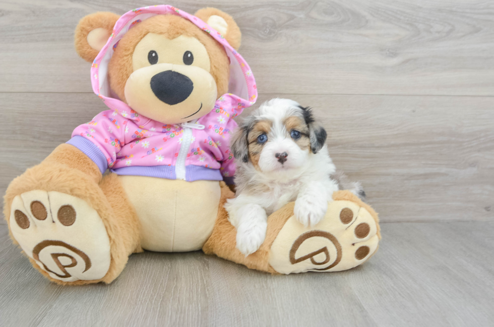 6 week old Mini Aussiedoodle Puppy For Sale - Seaside Pups