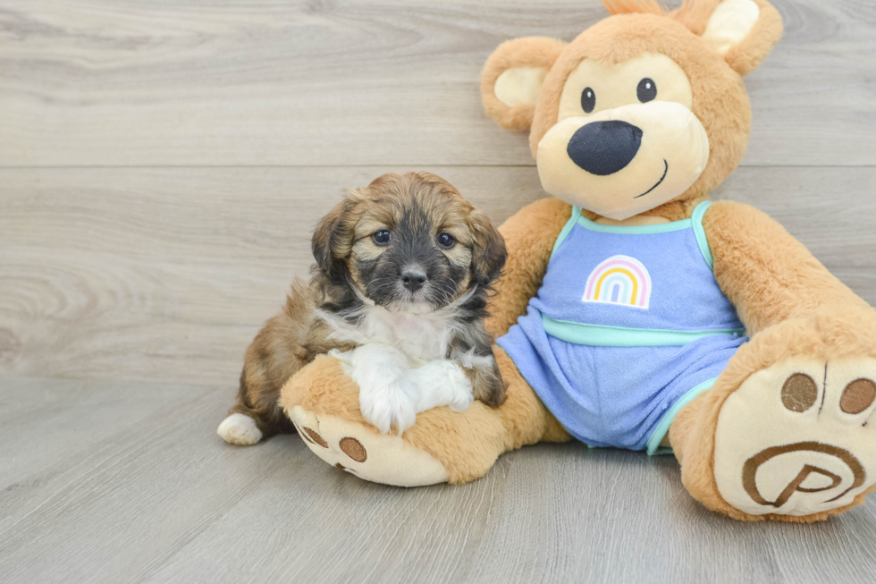 Playful Mini Aussiepoodle Poodle Mix Puppy