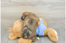 Friendly Mini Aussiedoodle Baby