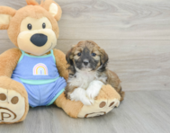 7 week old Mini Aussiedoodle Puppy For Sale - Seaside Pups