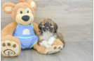 Mini Aussiedoodle Pup Being Cute