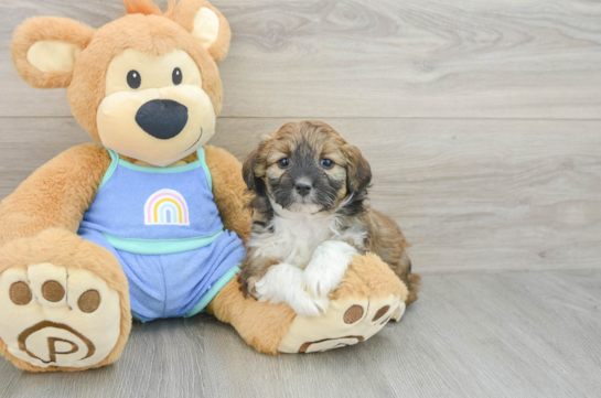 Mini Aussiedoodle Pup Being Cute