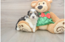 Petite Mini Aussiedoodle Poodle Mix Pup