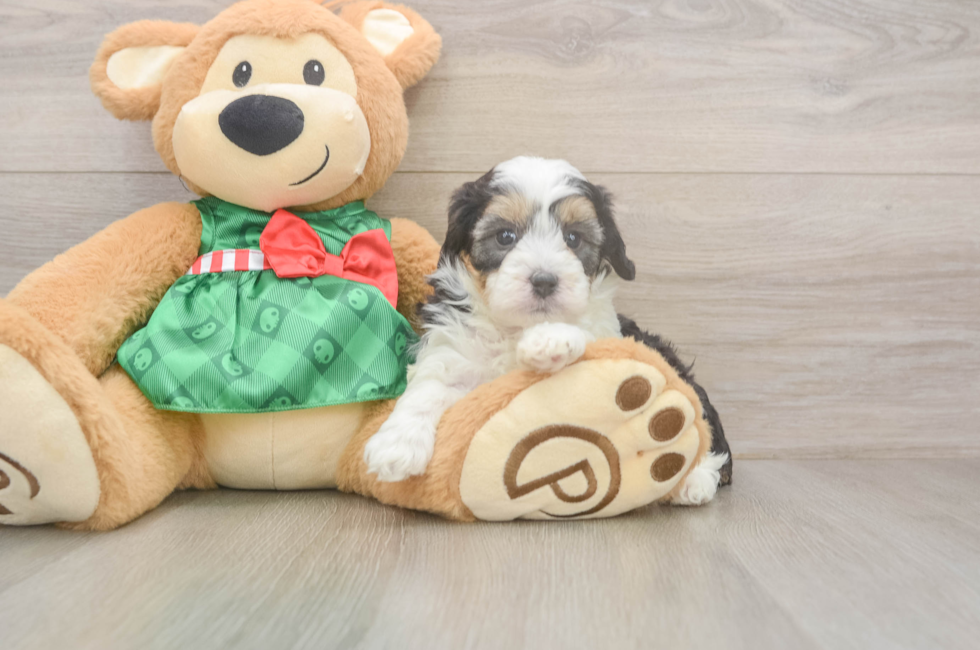 5 week old Mini Aussiedoodle Puppy For Sale - Seaside Pups