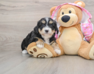 7 week old Mini Aussiedoodle Puppy For Sale - Seaside Pups