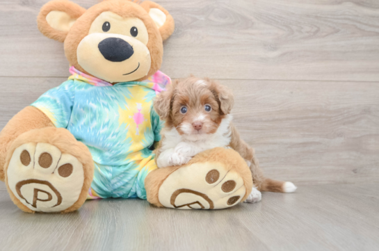 Smart Mini Aussiedoodle Poodle Mix Pup