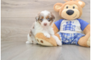 Best Mini Aussiedoodle Baby