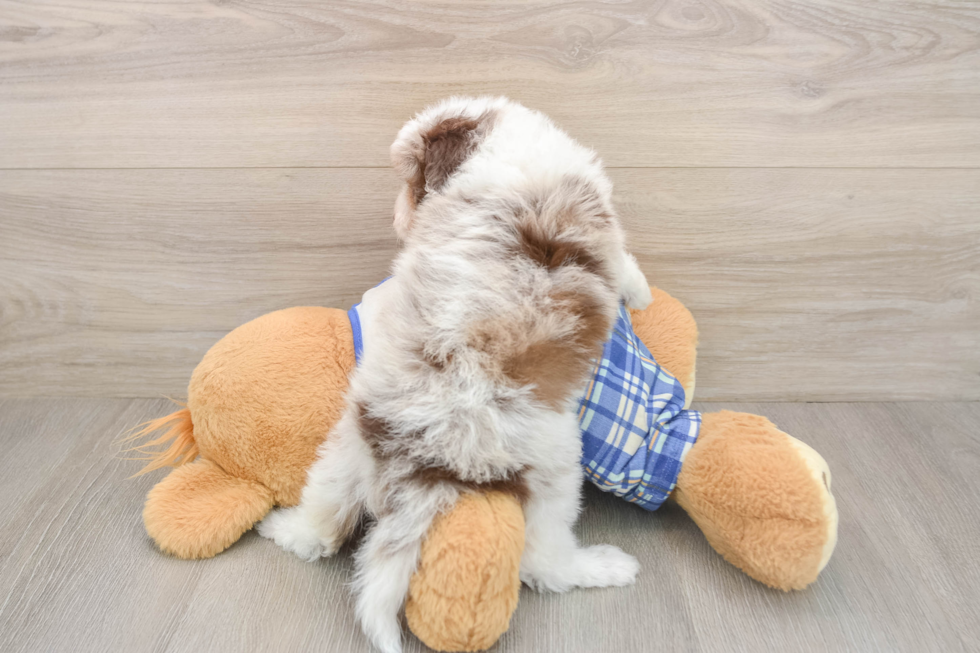 Mini Aussiedoodle Puppy for Adoption