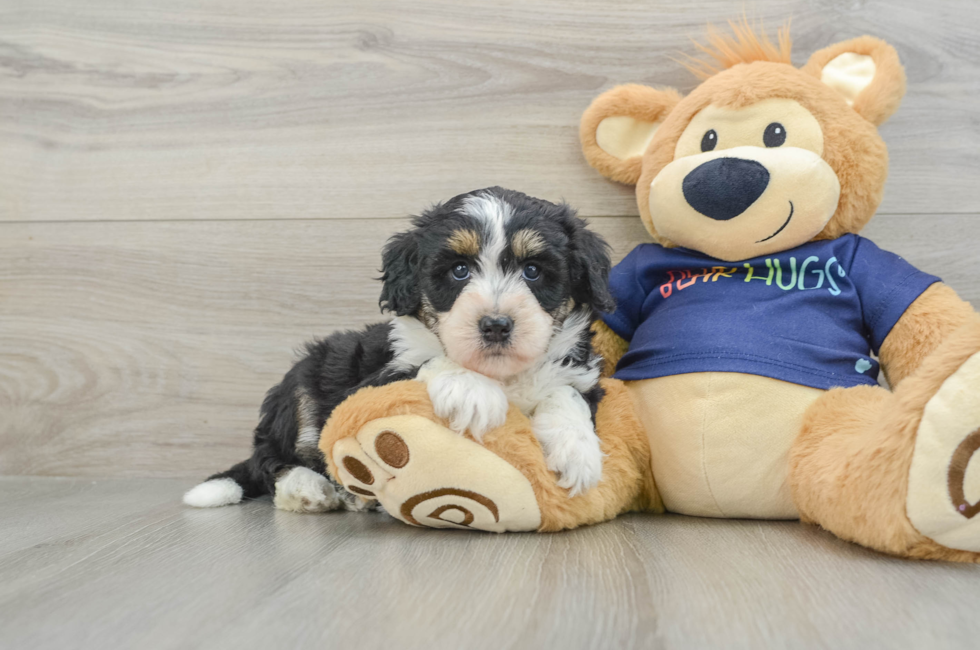 7 week old Mini Aussiedoodle Puppy For Sale - Seaside Pups