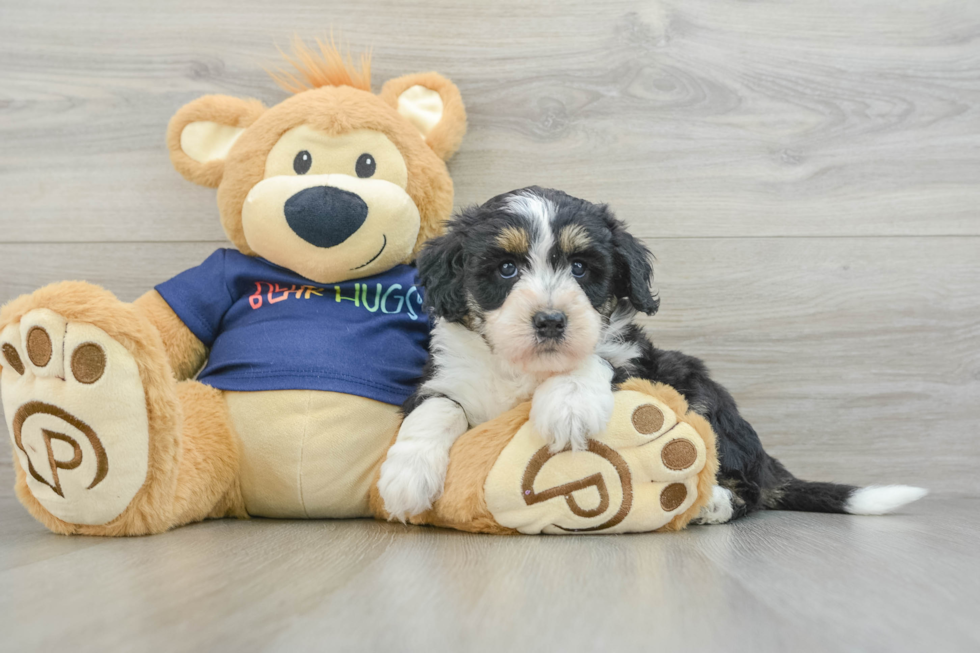 Adorable Mini Australian Shepherd X Poodle Mix Poodle Mix Puppy