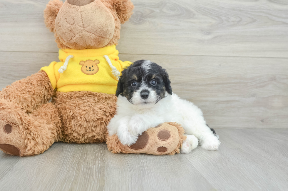 6 week old Mini Aussiedoodle Puppy For Sale - Seaside Pups