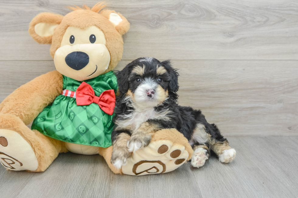 5 week old Mini Aussiedoodle Puppy For Sale - Seaside Pups