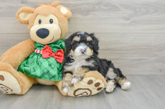 Best Mini Aussiedoodle Baby