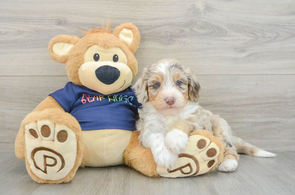 7 week old Mini Aussiedoodle Puppy For Sale - Seaside Pups