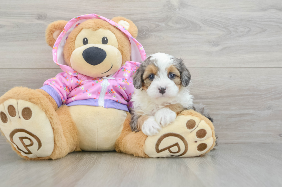 6 week old Mini Aussiedoodle Puppy For Sale - Seaside Pups