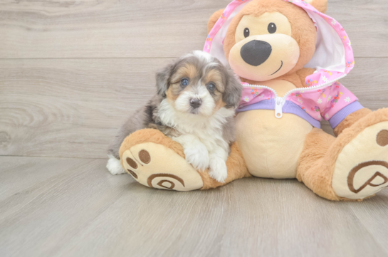5 week old Mini Aussiedoodle Puppy For Sale - Seaside Pups Friendly Mini Aussiedoodle Baby